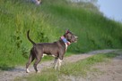 AMSTAFF Reproduktor import Rosja ZKwP FCI - 3