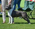 AMSTAFF Reproduktor import Rosja ZKwP FCI - 8