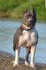 AMSTAFF Reproduktor import Rosja ZKwP FCI - 5