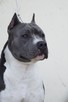 AMSTAFF Reproduktor import Rosja ZKwP FCI - 1