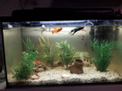 Akwarium z kompletnym wyposażeniem - 1