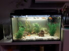 Akwarium z kompletnym wyposażeniem - 2
