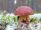 Grzybnia Borowik Sosnowy 10 g MYCELIUM - 3