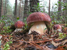 Grzybnia Borowik Sosnowy 10 g MYCELIUM - 2