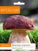 Grzybnia Borowik Sosnowy 10 g MYCELIUM - 1