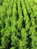 Promocja thuja smaragd, tuja szmaragd 90cm, 100cm, 110cm, 1m - 1