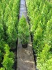 Promocja thuja smaragd, tuja szmaragd 90cm, 100cm, 110cm, 1m - 2
