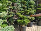 Niwaki - BONSAI ,Drzewka formowane -SZKÓLKA Ustroń w.śląskie - 4