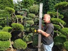 Niwaki - BONSAI ,Drzewka formowane -SZKÓLKA Ustroń w.śląskie - 2