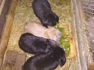 Sprzedam króliki barany francuskie niebieskie młode 3-6 mc - 3
