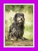 Polski owczarek nizinny mix, do adopcji, przygarnij zwierzak - 3