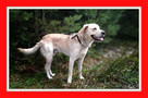 Owczarek podhalański mix labrador, 40 kg, 4 lata, LOBO do ad - 3