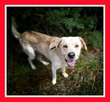 Owczarek podhalański mix labrador, 40 kg, 4 lata, LOBO do ad - 2