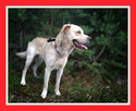Owczarek podhalański mix labrador, 40 kg, 4 lata, LOBO do ad - 4