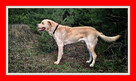 Owczarek podhalański mix labrador, 40 kg, 4 lata, LOBO do ad - 1