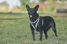 Aruka_ łagodna, serdeczna. Adopcja. - 3