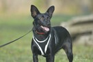 Aruka_ łagodna, serdeczna. Adopcja. - 4
