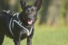 Aruka_ łagodna, serdeczna. Adopcja. - 2
