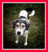 Beagle mix,7 lat, kochany POLI szuka domu.Adoptuj, przygarni - 2