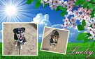 LUCKY – przyniesie szczęście w zamian za odrobinę serca - 1