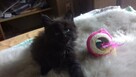 Kocięta MaineCoonXXXL - 4