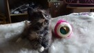 Kocięta MaineCoonXXXL - 5