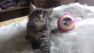 Kocięta MaineCoonXXXL - 3