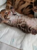 Bengalski kot - są kocięta Hodowla Felicity Cats*PL - 4