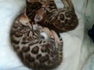 Bengalski kot - są kocięta Hodowla Felicity Cats*PL - 5