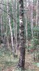 Sprzedam działki leśne - 3