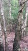 Sprzedam działki leśne - 2