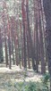 Sprzedam działki leśne - 7