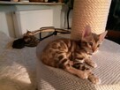 Bengalski kot - są kocięta Hodowla Felicity Cats*PL - 6