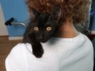 W dwupaku ,dwa rozrabiaki cudne do adopcji - 3