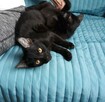 W dwupaku ,dwa rozrabiaki cudne do adopcji - 2