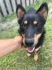 Yogi 1,5 roczny nieduży piesek do adopcji Monika Bog. - 2
