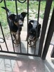 Yogi 1,5 roczny nieduży piesek do adopcji Monika Bog. - 4