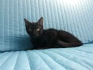 W dwupaku ,dwa rozrabiaki cudne do adopcji - 4