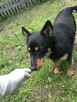 Yogi 1,5 roczny nieduży piesek do adopcji Monika Bog. - 3