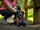 Puzon codziennie prosi o dom! Adoptuj! - 10