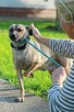 Figa została znaleziona na gruzowisku! Zaufała! Adoptuj! - 6