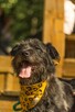 Puzon codziennie prosi o dom! Adoptuj! - 4