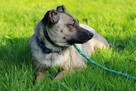 Figa została znaleziona na gruzowisku! Zaufała! Adoptuj! - 1