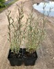 Wierzba purpurowa Nana - Salix purpurea nana - 2