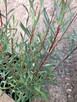 Wierzba purpurowa Nana - Salix purpurea nana - 1