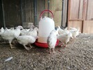 kurki, kury nioski, leghorn, wysyłka cała Polska - 2