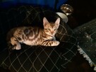 Bengalski kot - są kocięta Hodowla Felicity Cats*PL - 8