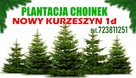 Choinki Świerk zielony srebrny kujący Choinka na pniu Świerk - 11