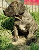 Presa Canario / Dogo Canario - 2