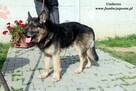 Umberto - dojrzały szorściaczek - 5